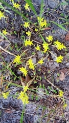 Sedum acre