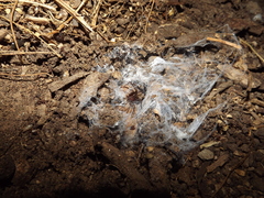 Loxosceles amazonica