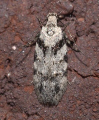 Pseudotelphusa palliderosacella