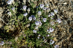 Glandularia latilobata
