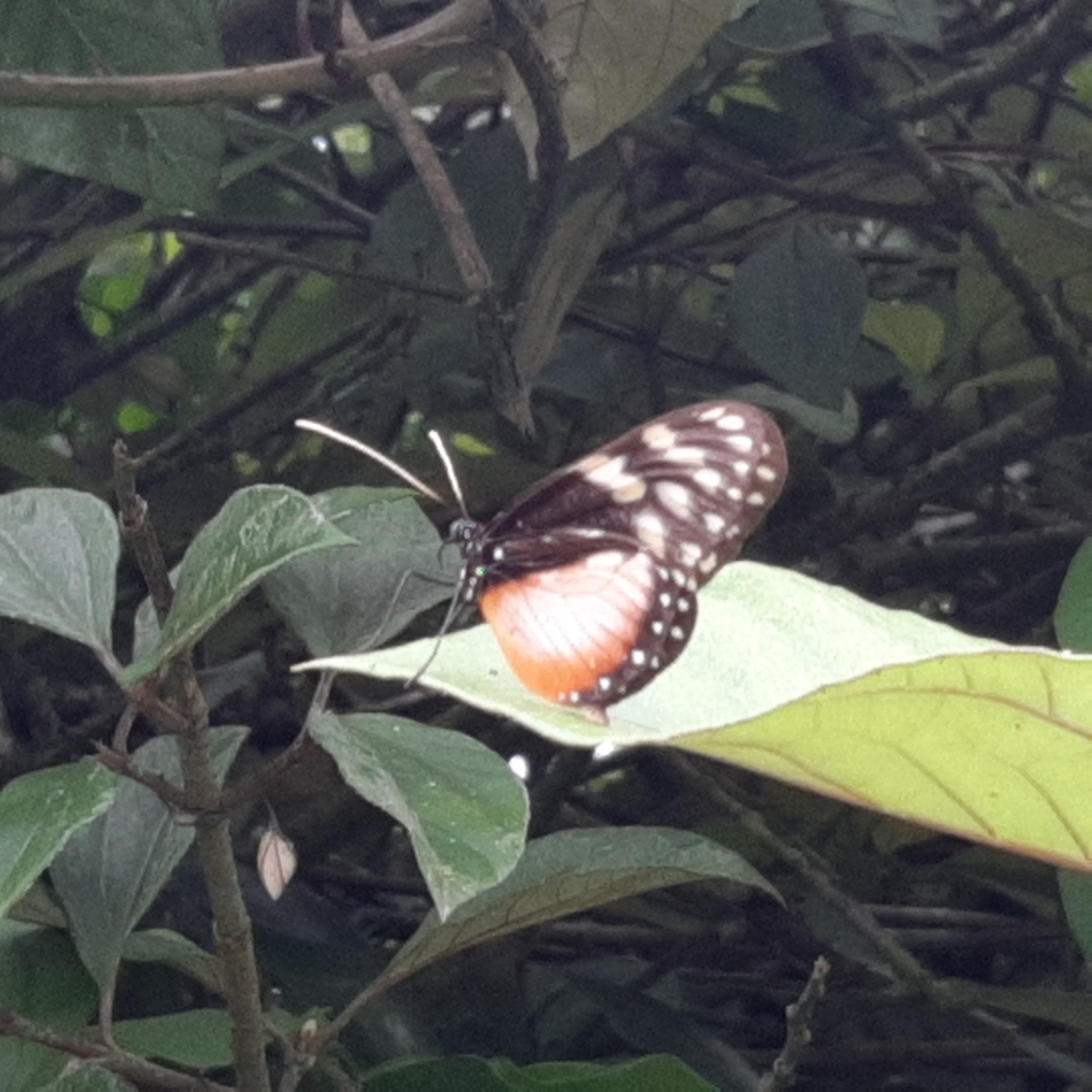 Hyalyris excelsa