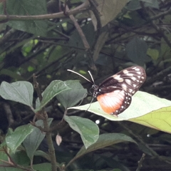 Hyalyris excelsa decumana