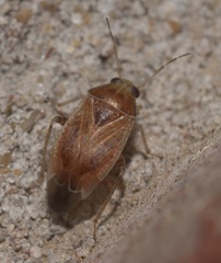 Agnocoris