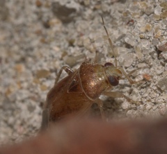 Agnocoris
