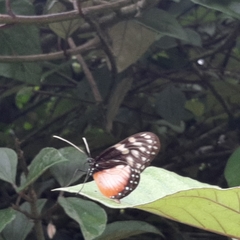 Hyalyris excelsa decumana