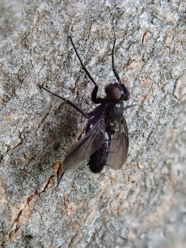 Smoky-winged Woodlouse Fly, photo 2 of 10