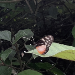 Hyalyris excelsa decumana