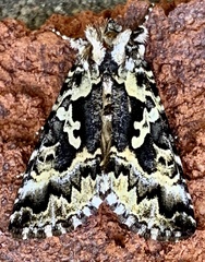 Syngrapha rectangula