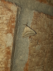 Macrochilo absorptalis