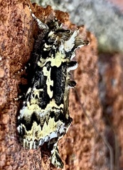 Syngrapha rectangula