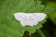 Scopula nigropunctata