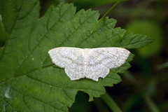 Scopula nigropunctata