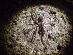 Pavocosa