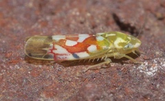 Erythroneura reflecta