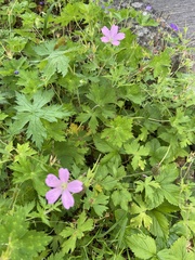 Geranium palustre