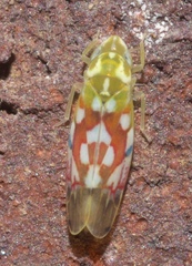 Erythroneura reflecta