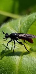 Lampria bicolor