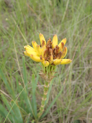 Image of Aloe kraussii by no rights reserved