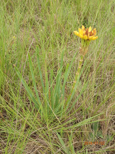 Image of Aloe kraussii by no rights reserved