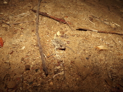 Proceratophrys cristiceps