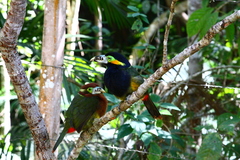 Selenidera maculirostris