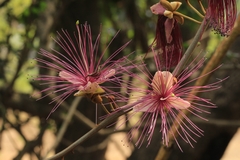 Capparis zeylanica
