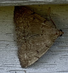 Zanclognatha protumnusalis