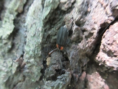 Lucidota atra