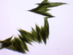 Aphanizomenon flosaquae