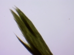Aphanizomenon flosaquae