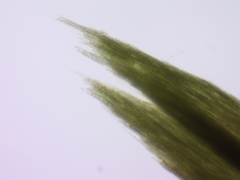 Aphanizomenon flosaquae