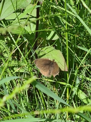 Maniola jurtina