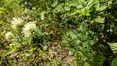 Trifolium caucasicum