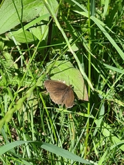 Maniola jurtina