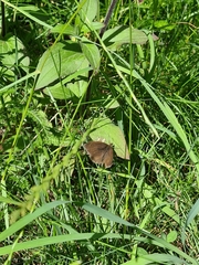 Maniola jurtina