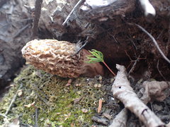Morchella tomentosa