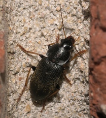 Amphasia sericea