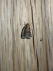 Eueretagrotis sigmoides