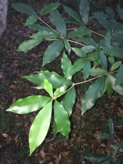 Englerophytum natalense