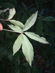 Englerophytum natalense