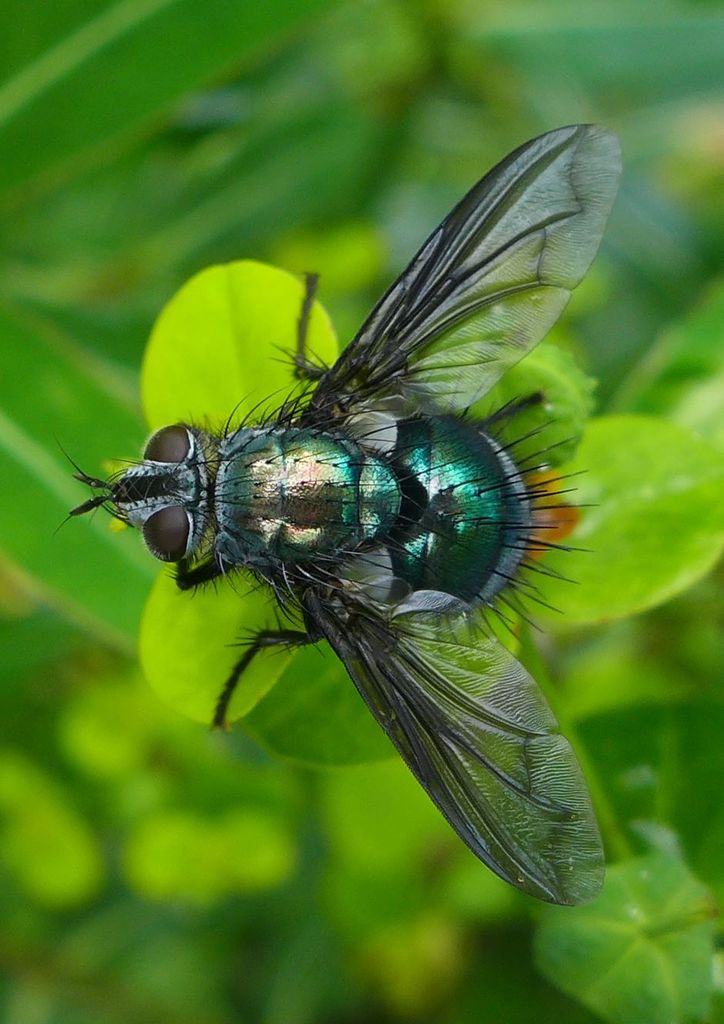 Janthinomyia felderi