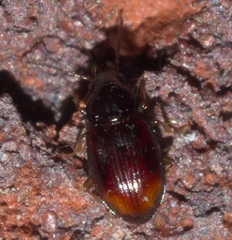Elaphropus