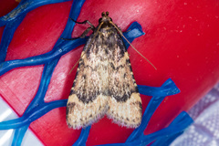 Aglossa cacamica
