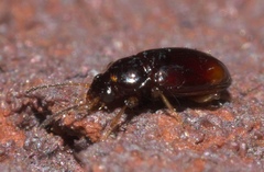 Elaphropus