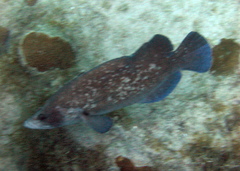 Rypticus saponaceus