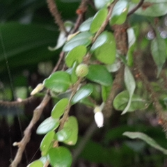 Sphyrospermum buxifolium