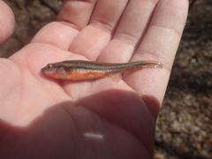 Chrosomus erythrogaster