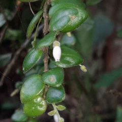 Sphyrospermum buxifolium
