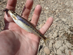 Erimystax dissimilis