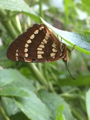 Byblia